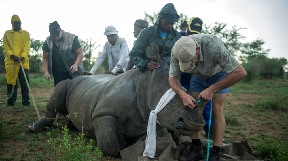SAFRICA-CONSERVATION-WILDLIFE-RHINO