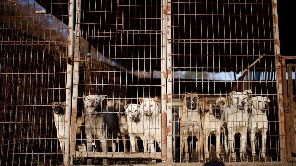 In 2017, leader of the minor opposition Justice Party reported there were 2,800 farms raising more than 780,000 dogs in the country [Kim Hong-Ji/Reuters]