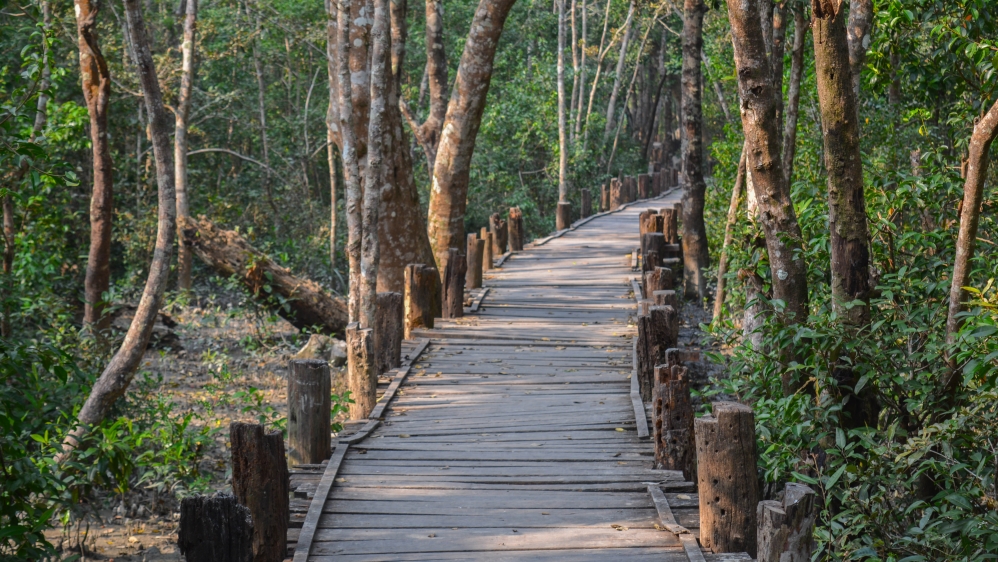 Sundarban Forest ,Bangladesh