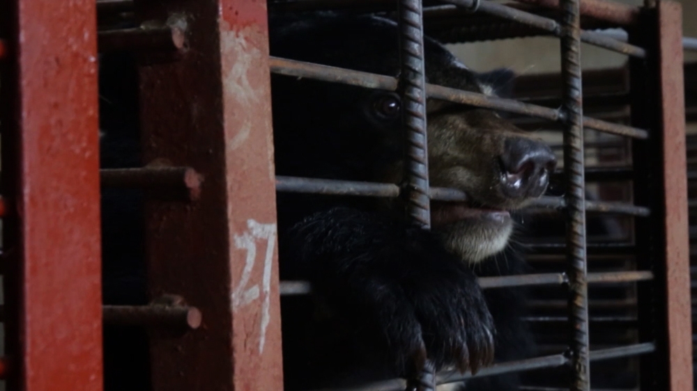 tiger bones and bear bile