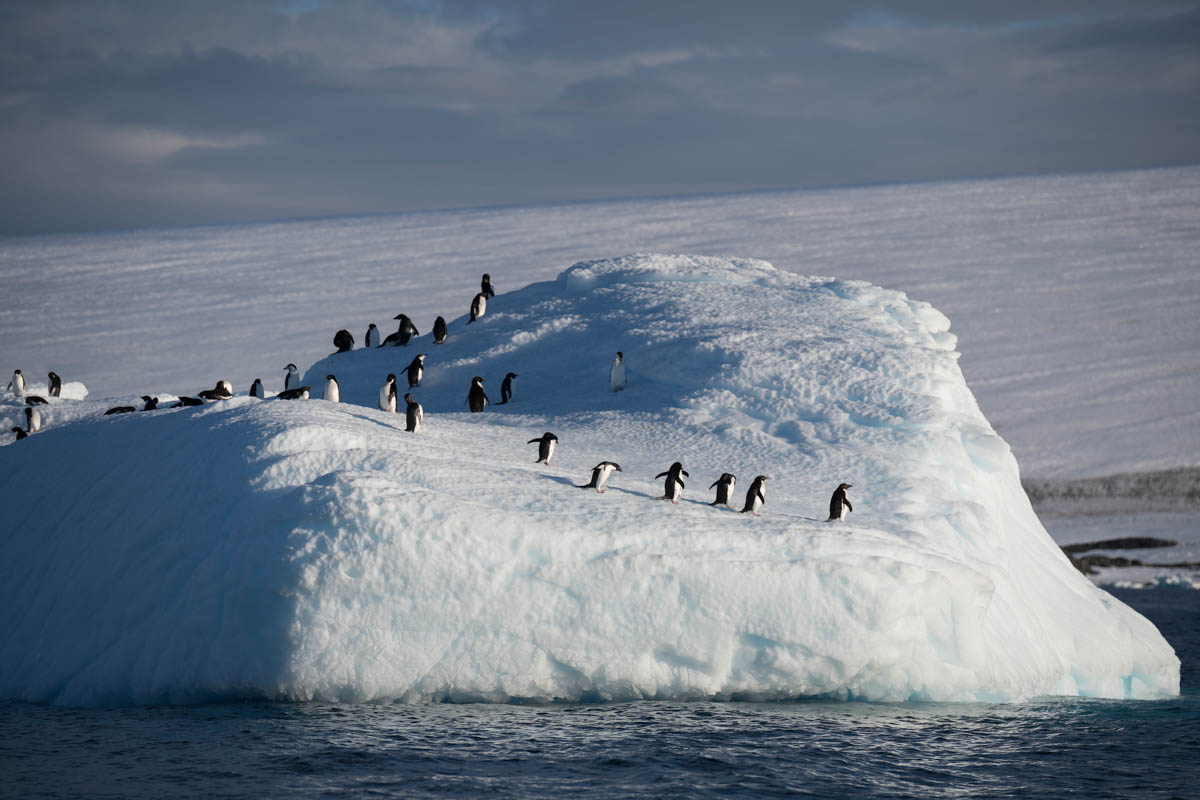 Antarctica is home to an enormous abundance of wildlife and you’ll see penguins on shore as well as out at sea on icebergs.