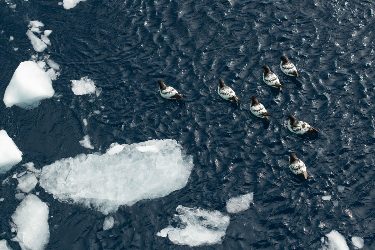 Cape Petrels regularly follow ships at sea in Antarctic waters, hoping for food items thrown up by the ships’ propellors.