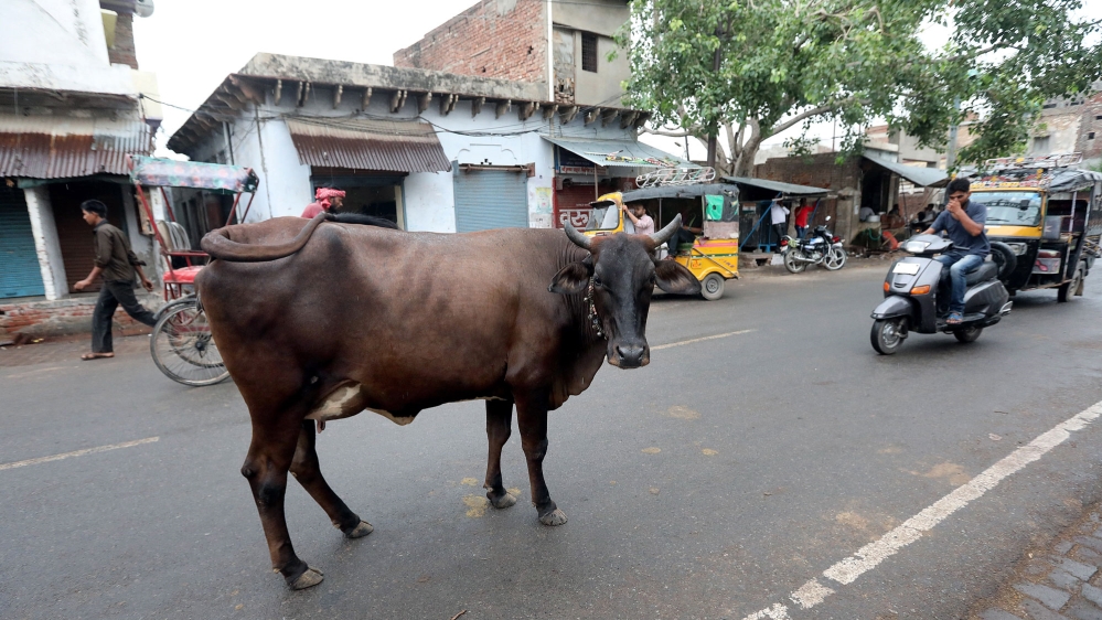 Indian cow on street