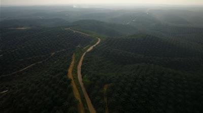 An aerial view of a plantation in Indonesia's Riau from 2013 when land for plantations was cleared by burning, smothering the region in a smoke haze. [File/Beawiharta/Reuters]