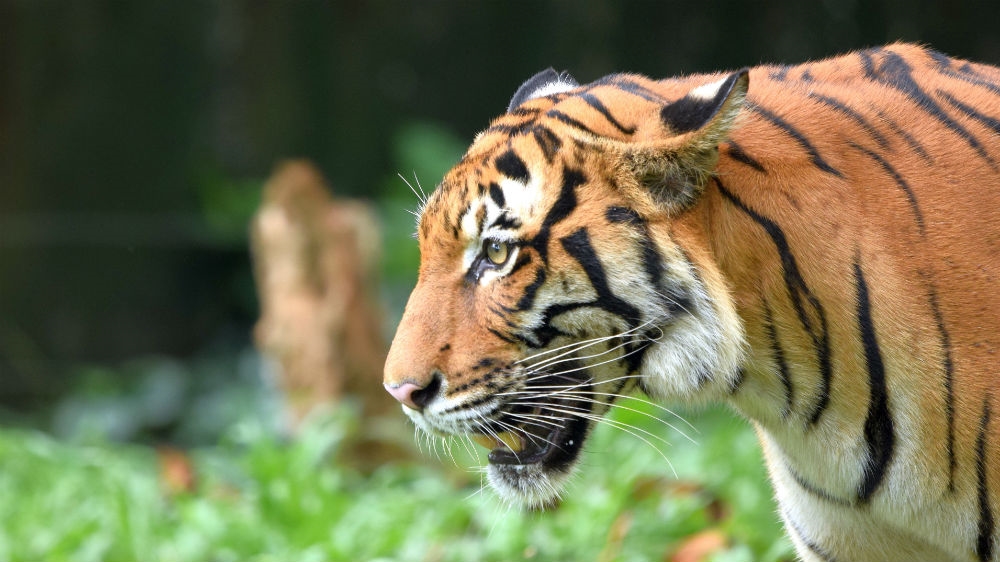 Malaysia tigers