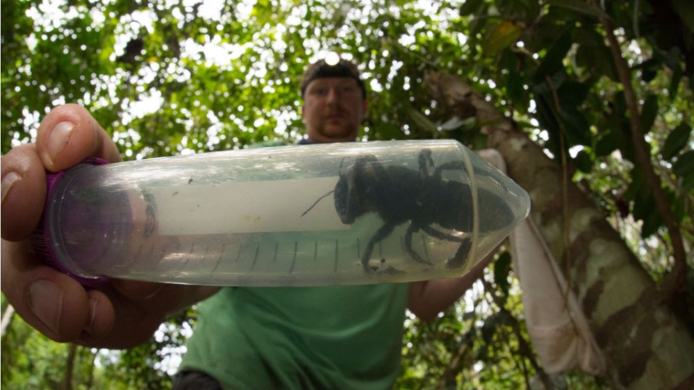 INDONESIA-NATURE-ENVIRONMENT-ANIMAL-BEE