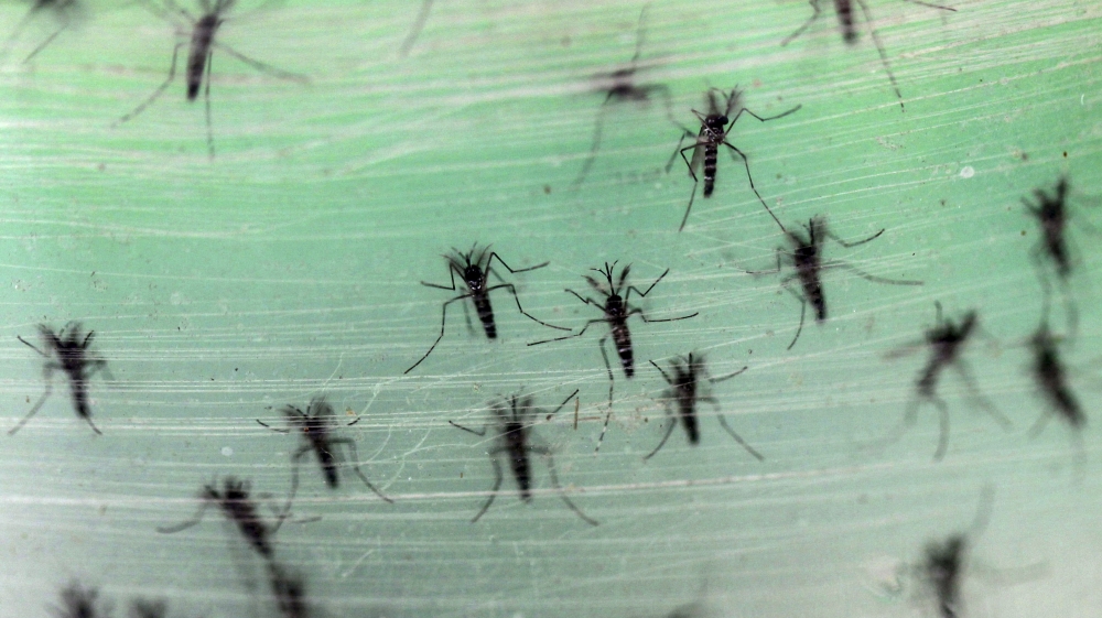 Male Aedes albopictus mosquitoes infected with Wolbachia bacteria are seen before released to the wild, in Guangzhou