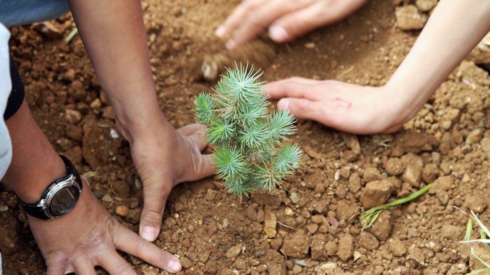 A cedar sapling being planted as part of a government-back reforestation scheme [StaticShare.America.gov]