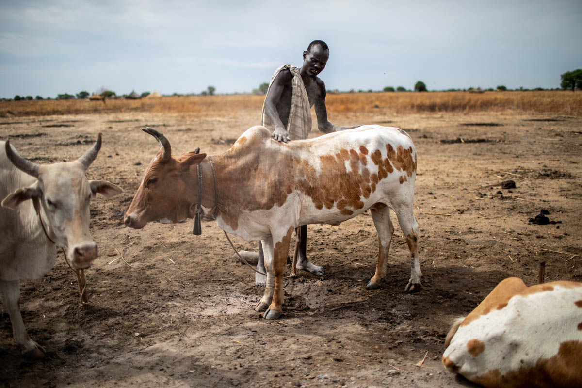 A man rubs ash on one of his family’s cattle in Ruar Leek village, on April 8, 2019. “It is dangerous to move with the cattle from here to the riverside,” says Simon Anyang Koryom, Ruar Leek village c