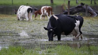 Livestock in Colombia/May 2011