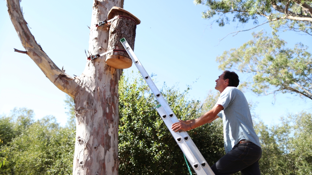 Bee preservationist Michael J. Thiele, 54, looks at a bee nest habitat in Sebastopol