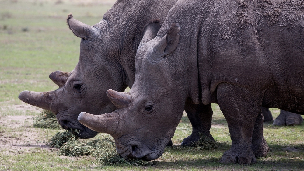 Last two northern white rhinos