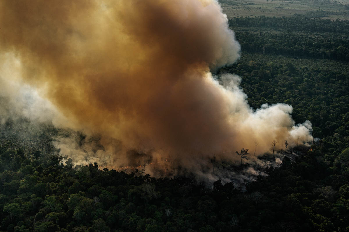 The Brazilian Amazon Rainforest