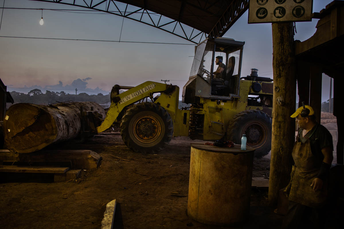 The Brazilian Amazon Rainforest