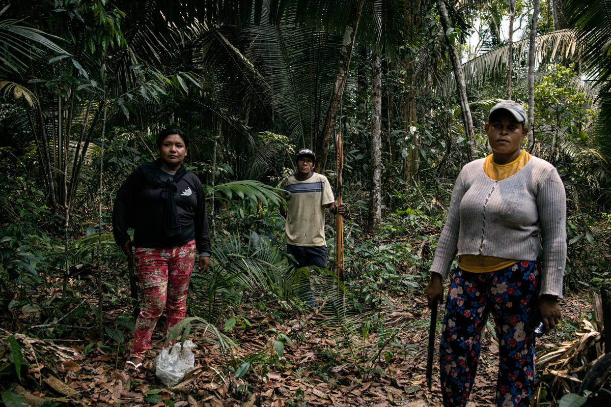 The Brazilian Amazon Rainforest