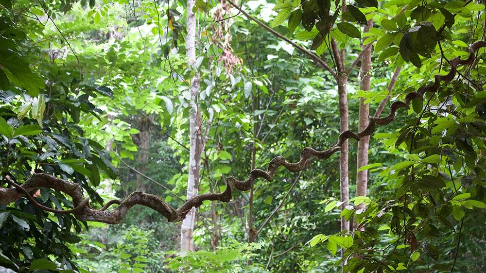 Malaysia is one of the world’s most biodiverse countries, its jungles teem with unique plants and wildlife