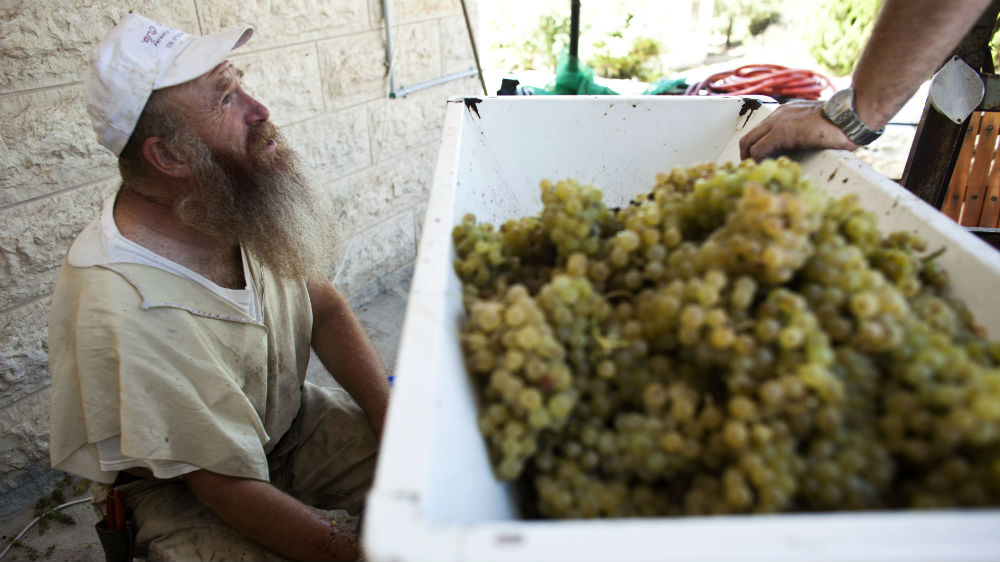 Israeli settlement grapes - reuters
