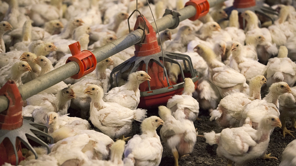 Chickens feed from a row of feed bins at C&A Farms in Fairmont, North Carolina June 10, 2014. Picture taken June 10, 2014
