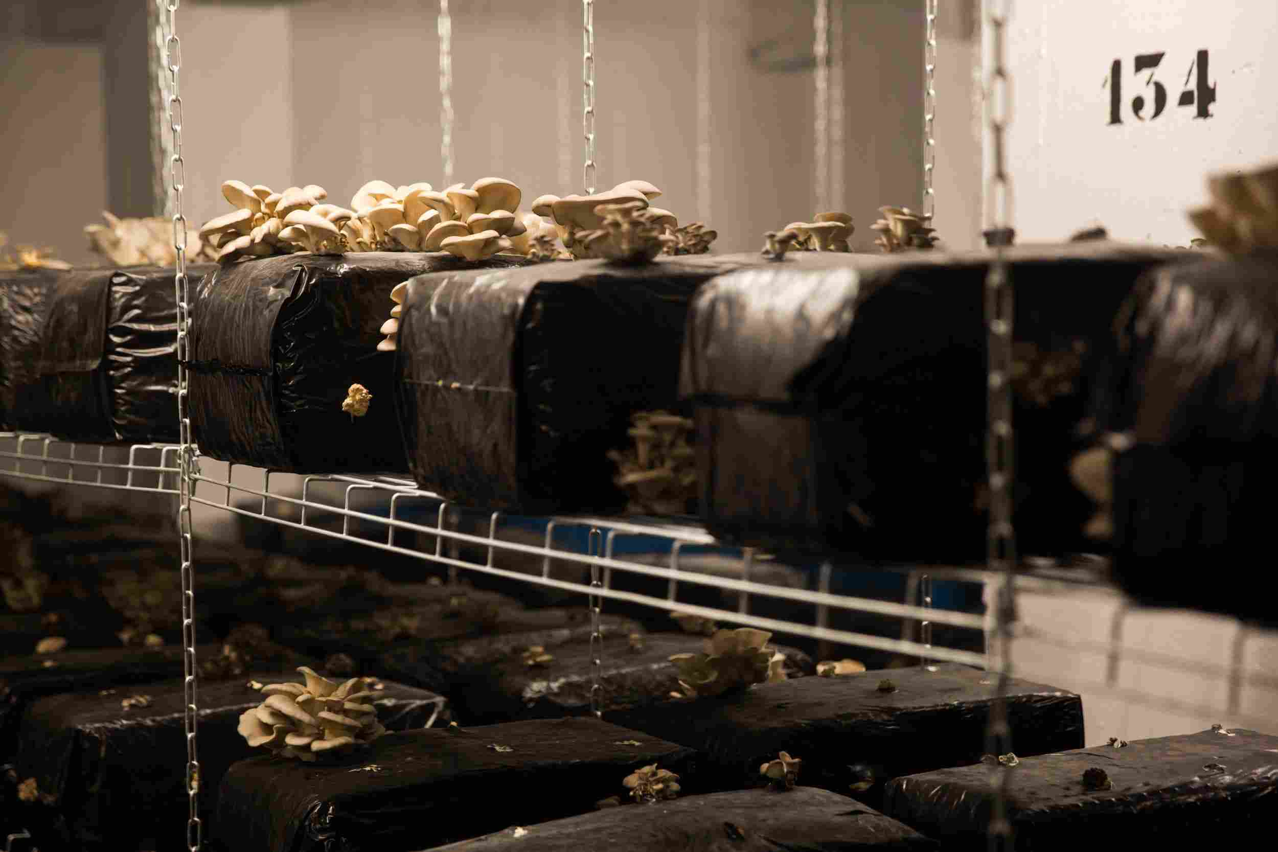 Paris urban argiculture [mixed]