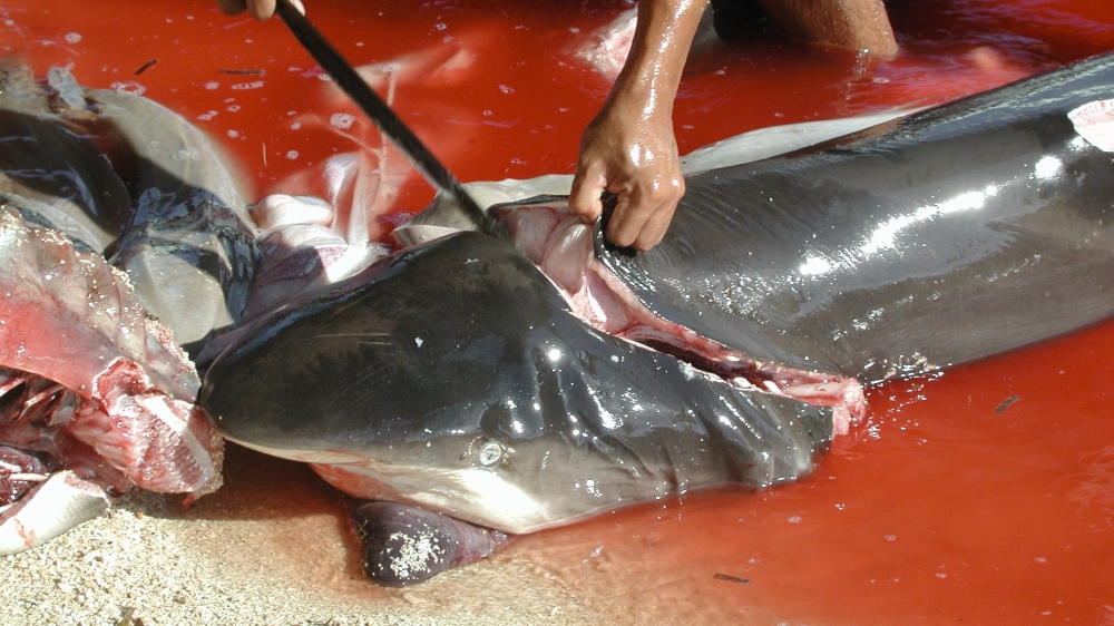 A fisherman butchers sharks to be sold after returning from a fishing trip in Malaysia