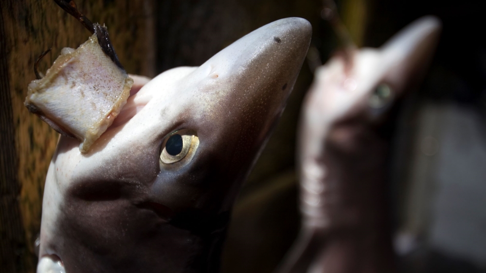 Shark fishing is a global industry, and these dogfish sharks were pulled aboard the Ocean Sunset commercial fishing boat in the Pacific Ocean off of Ucluelet, British Columbia in Canada