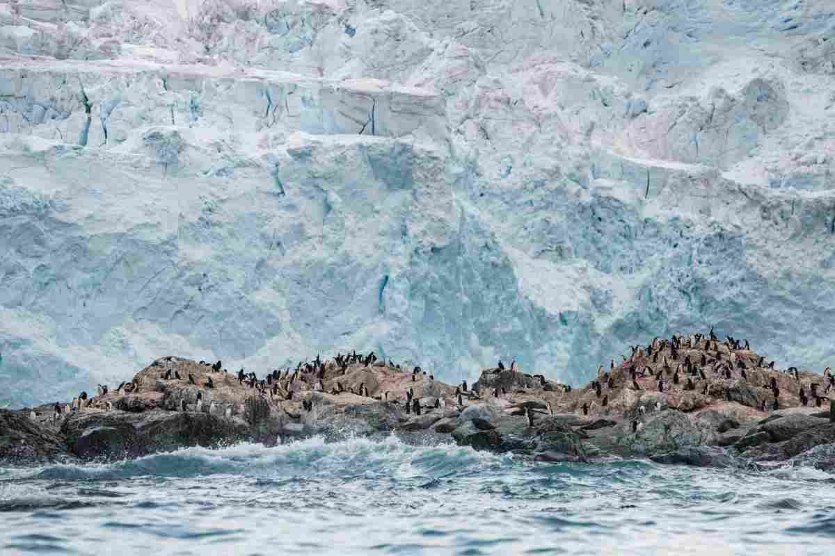 More penguins - greenpace