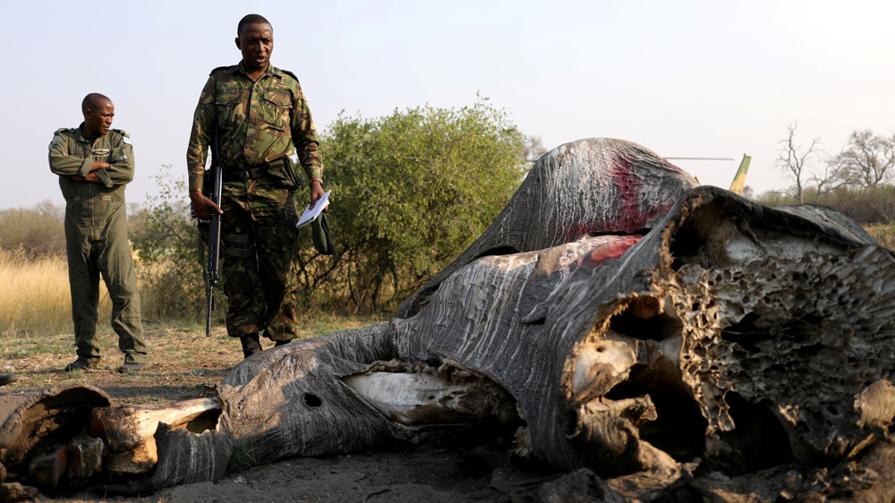 DF) reacts as he inspects the carcass of an elephant, after reports that conservationists have discovered 87 of them slaughtered just in