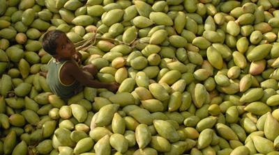 As part of the deal that allowed Harley Davidson bikes into India in 2007, the US agreed to allow in shipments of Indian mangoes