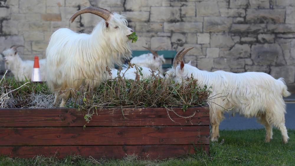 Goats - reuters