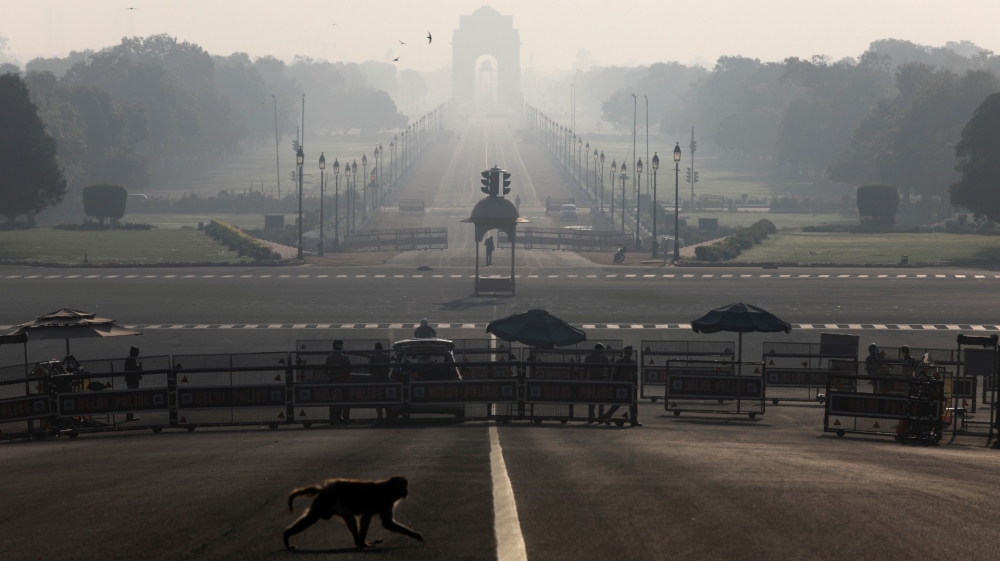 Monkey india