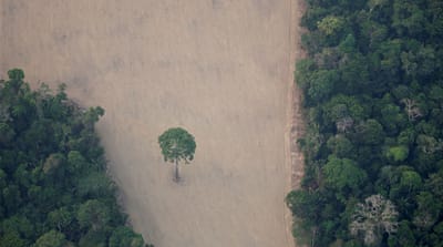amazon rainforest deforestation