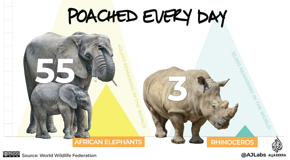 Interactive: Green Read - poaching