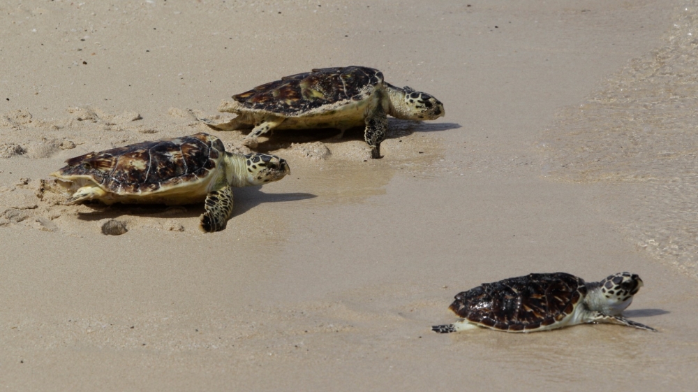 Hawksbill sea turtles are critically endangered because of trade in their shells, which is now illegal