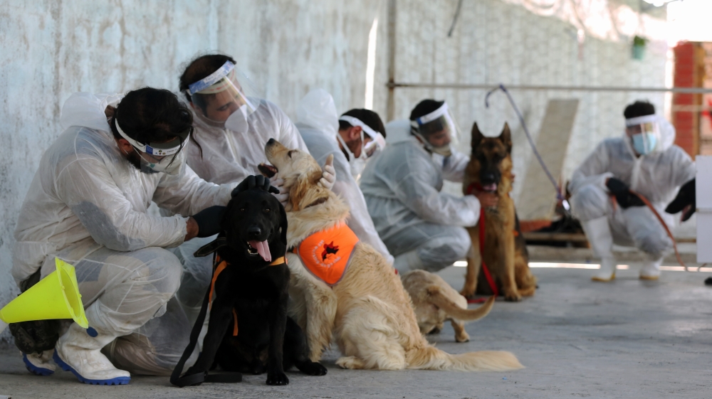 Dogs get ready for training to detect the new coronavirus in people in Tehran