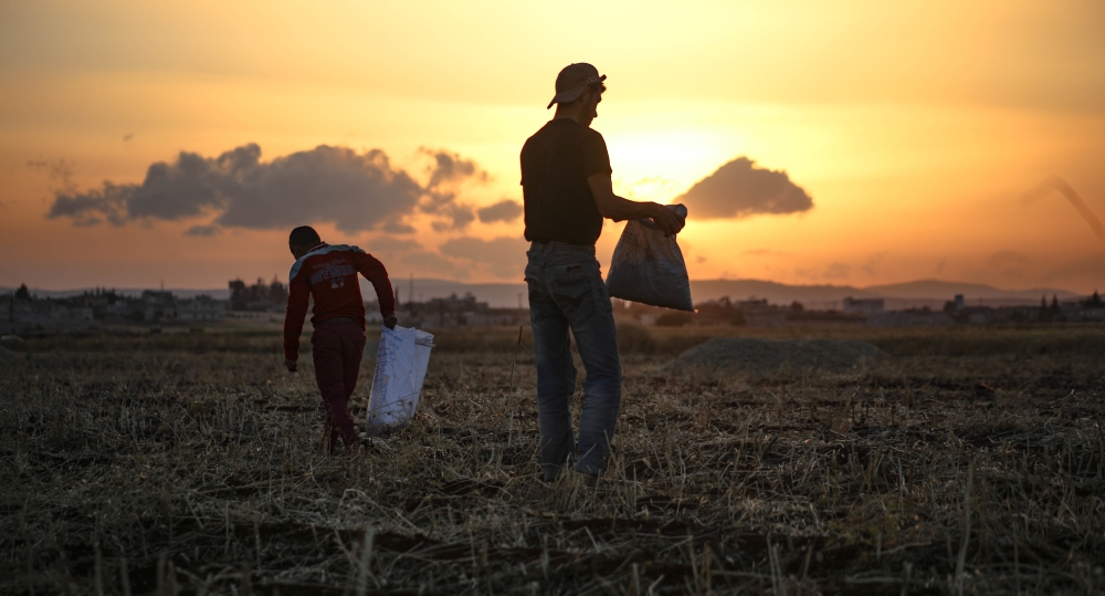 Attack and migration negatively affect wheat harvest in Idlib