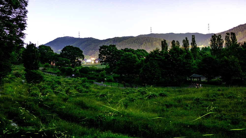 Japan fireflies