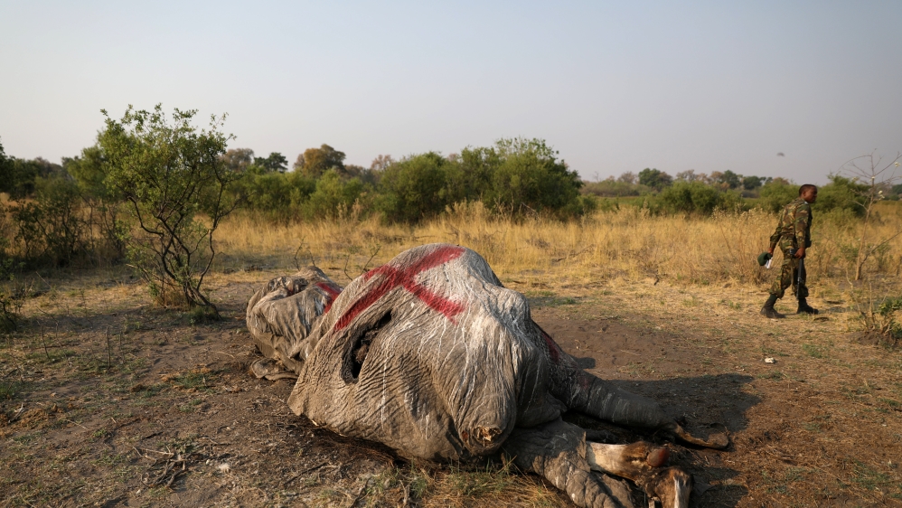 A member of the military walks away after inspecting the carcass of an elephant in the Mababe area, Botswana