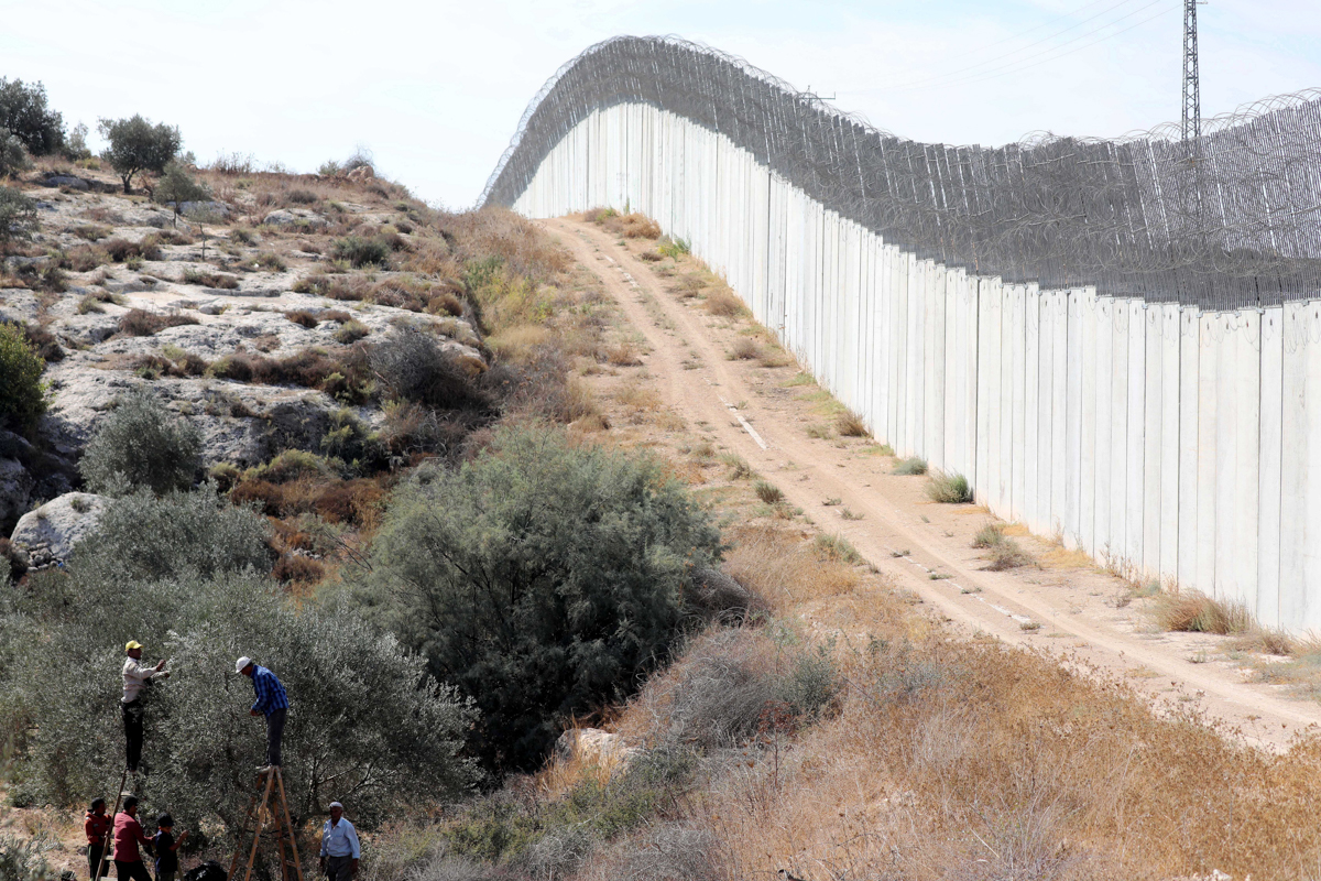 epa07930165 Palestinian farmers harvest their olives in the southern West Bank village of the monastery of Samet, near the Israeli separation wall of Hebron, 18 October 2019. Palestinians started harv