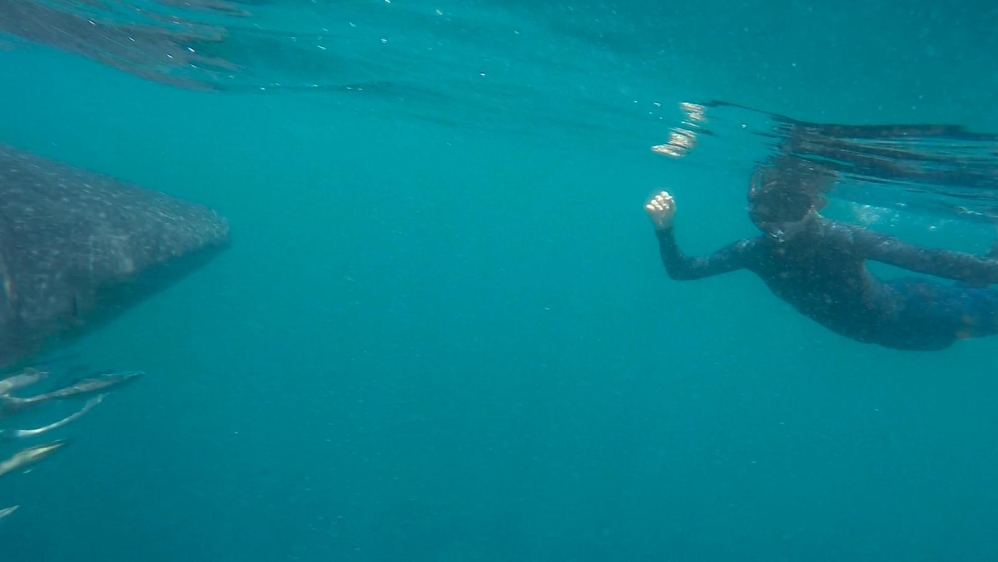 Qatar whale shark package