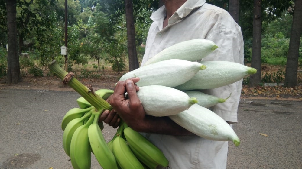 Tree walks in Chennai