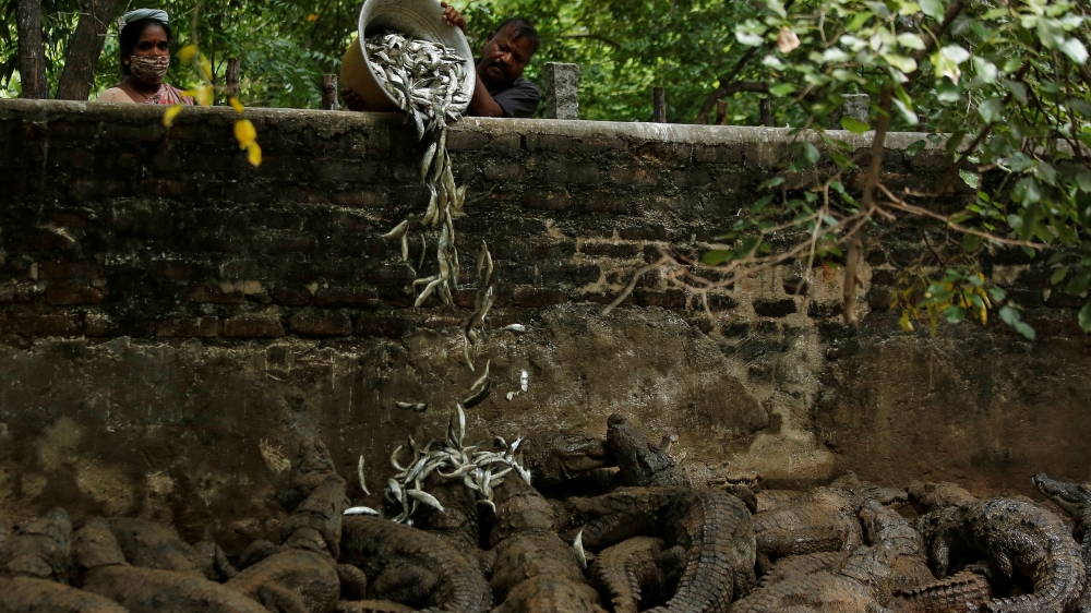Zookeepers feed crocodiles in their enclosure at the Madras Crocodile Bank in Mahabalipuram, India [Reuters]