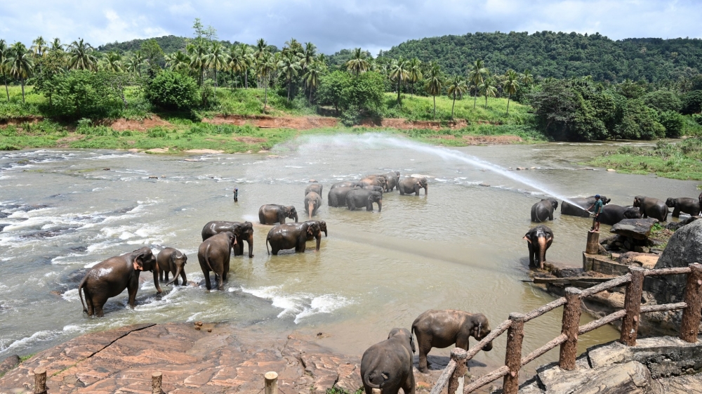 A mahout or elephant keeper sprays water over elephants during their daily bath in a river at the Pinnawala Elephant Orphanage in Pinnawala, about 90 km from Colombo