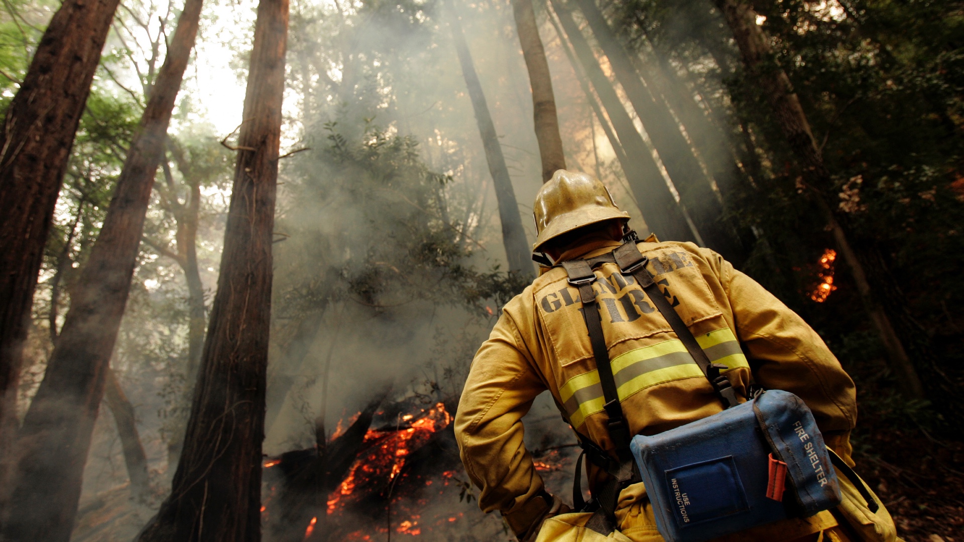 A fire burns in a redwood forest in California