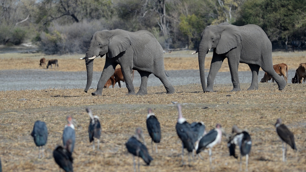 Botswana elephants 