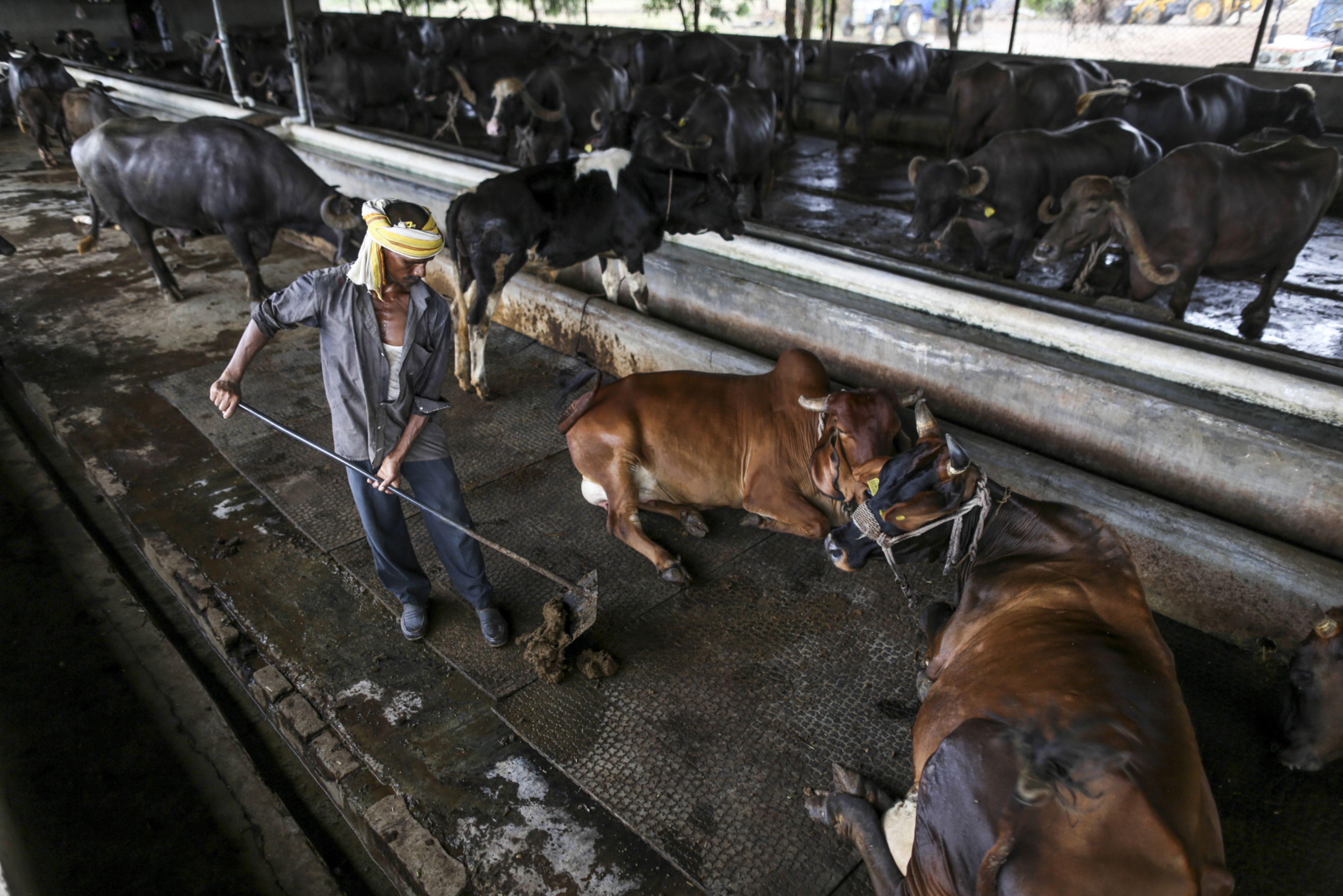A worker cleans up cow dung in a cattle shed at a dairy farm in rural Maharashtra, India, in 2017