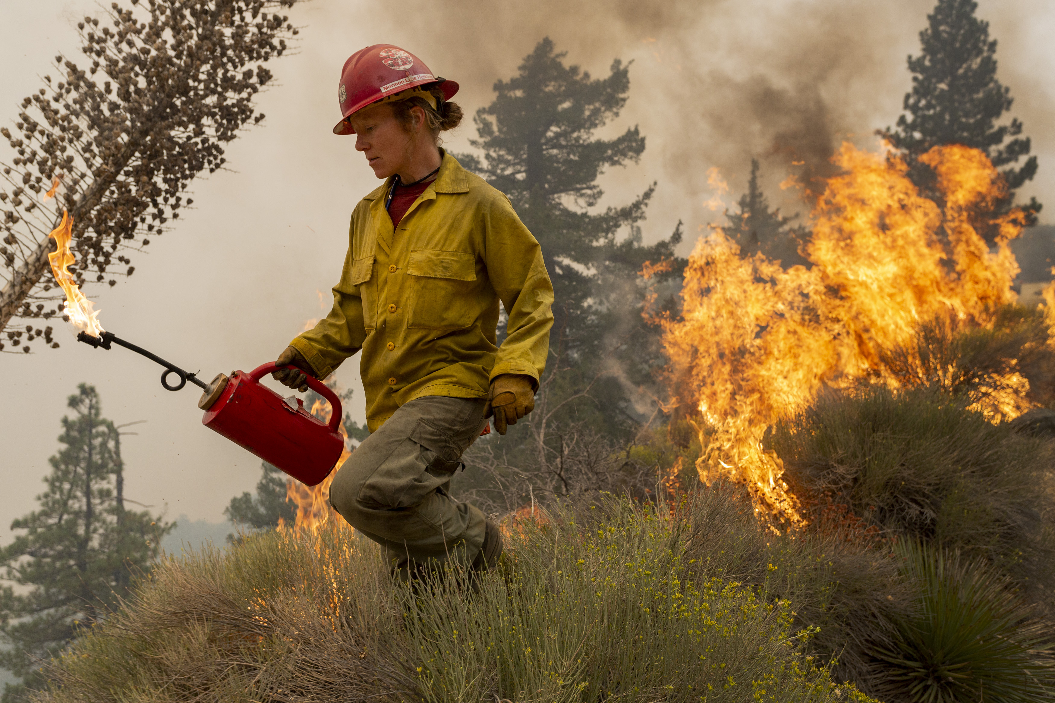 In this file photo from September, a firefighter uses a drip torch to set a backfire to protect mountain communities from the Bobcat Fire [David McNew/Getty Images]