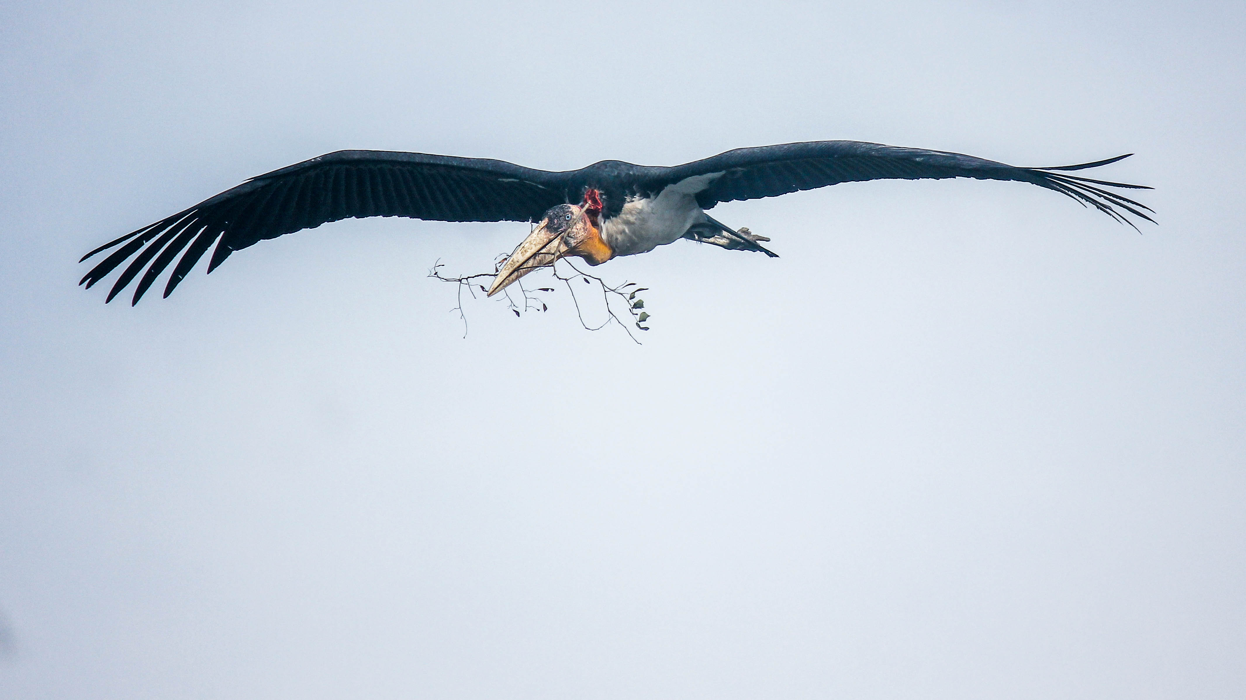 The Hargila Army is working to encourage others to protect the stork
