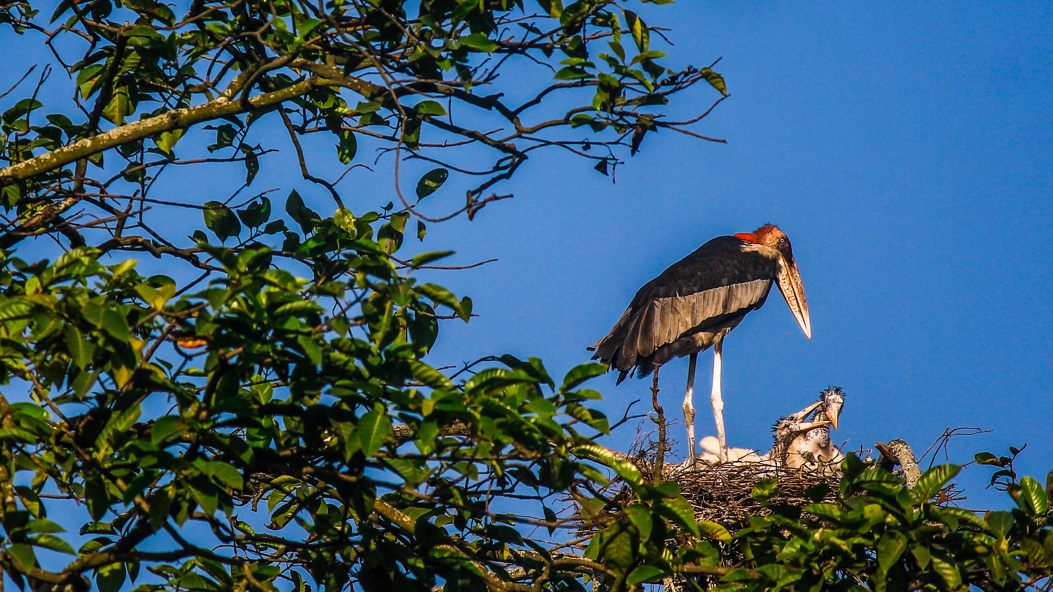 Adjutant storks are known as hargilas or ‘bone swallowers’ in Assamese