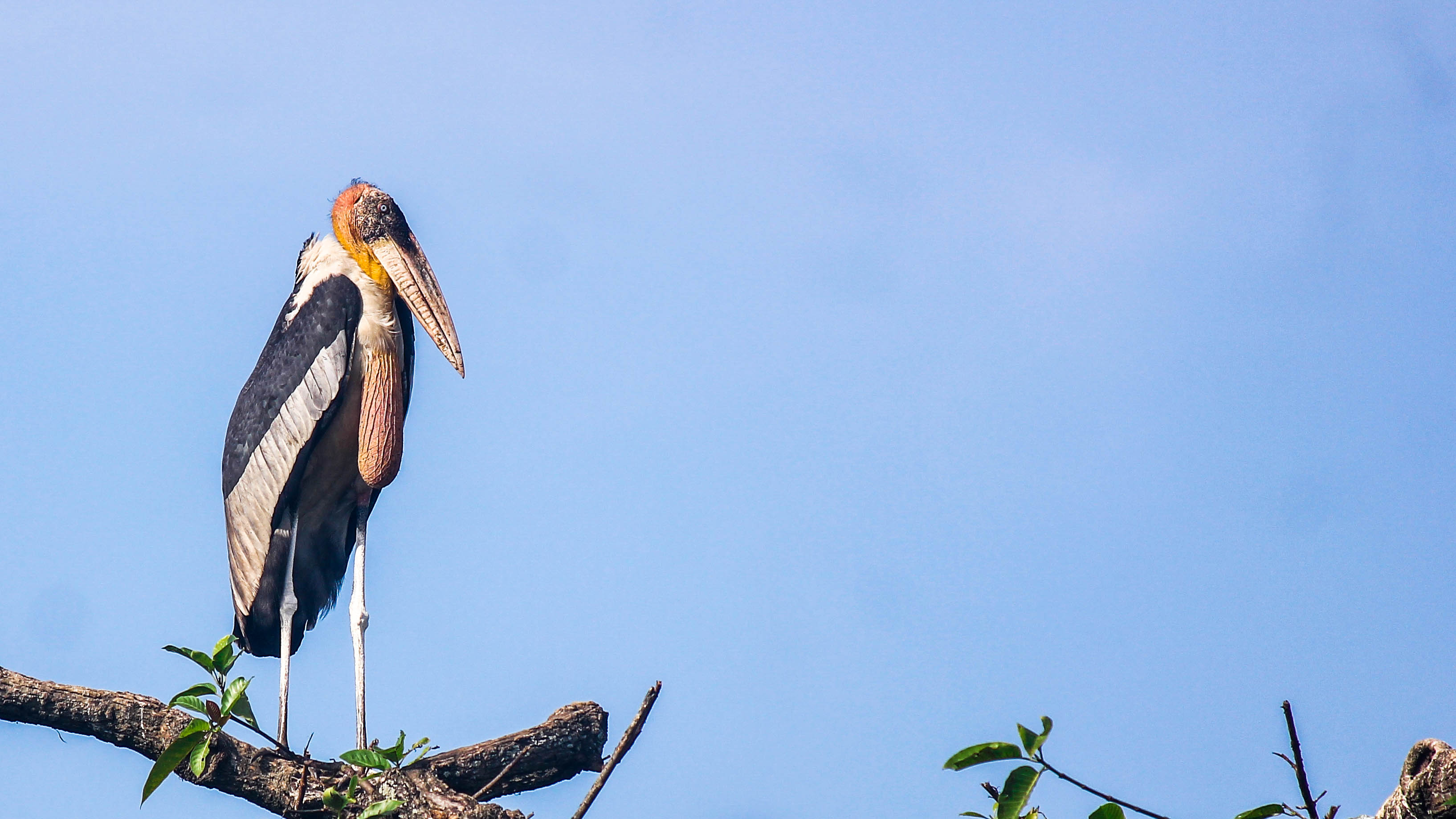 Stork nest numbers have increased over the past 13 years