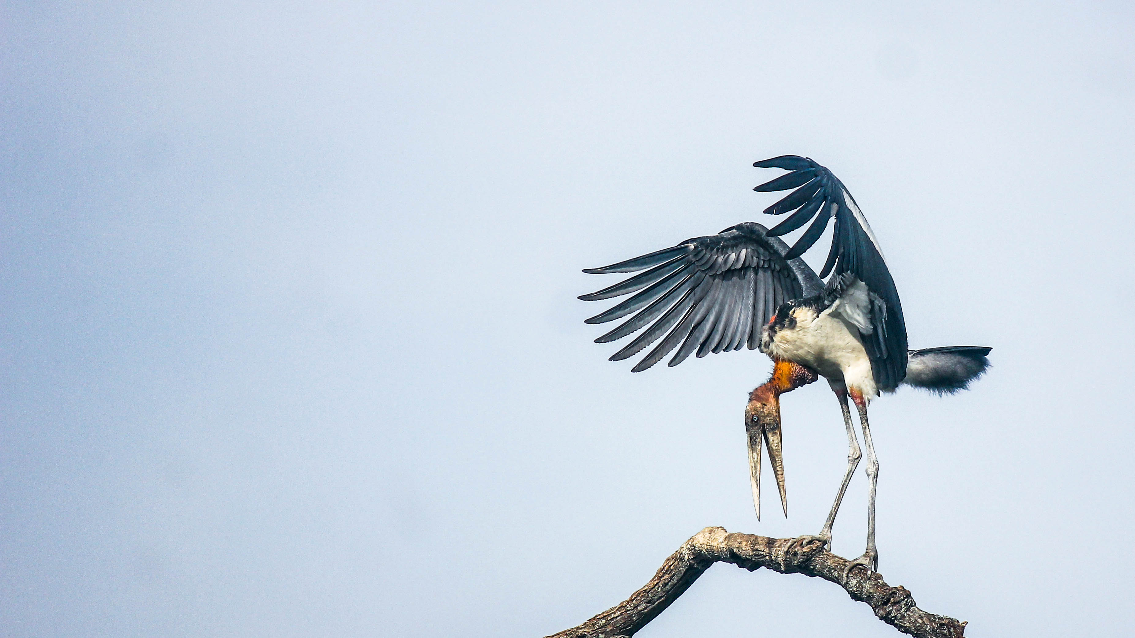 The hargila is considered endangered, with only 800 to 1,200 mature birds left in the world – most of them in Assam